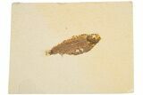 Detailed Fossil Fish (Knightia) - Wyoming #186484-1